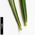 SpeciesSub: subsp. angustifolia